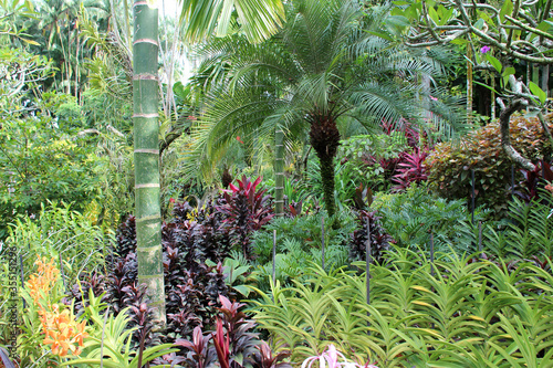 in the singapore botanic gardens  photo