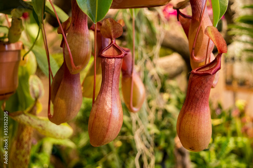 orange pitcher plant: Nepenthes alata photo
