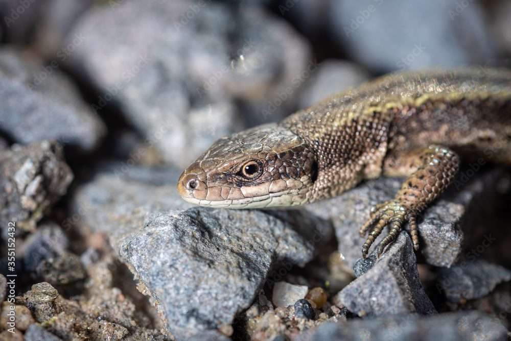 lizard viviparous on granite crumbs under the sun lizard viviparous on granite crumbs under the sun