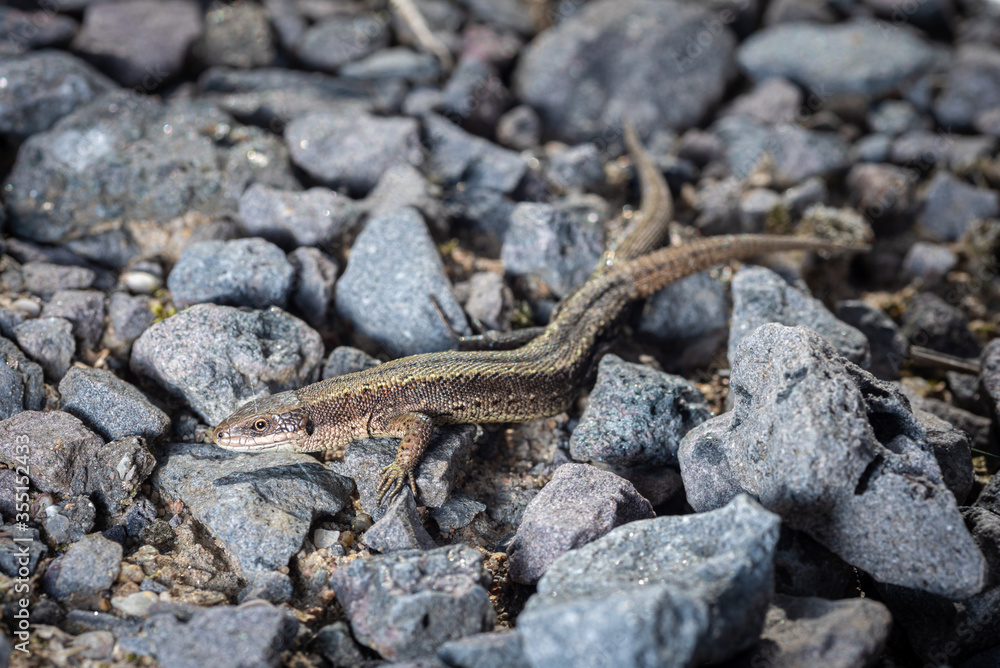 lizard viviparous on granite crumbs under the sun lizard viviparous on granite crumbs under the sun