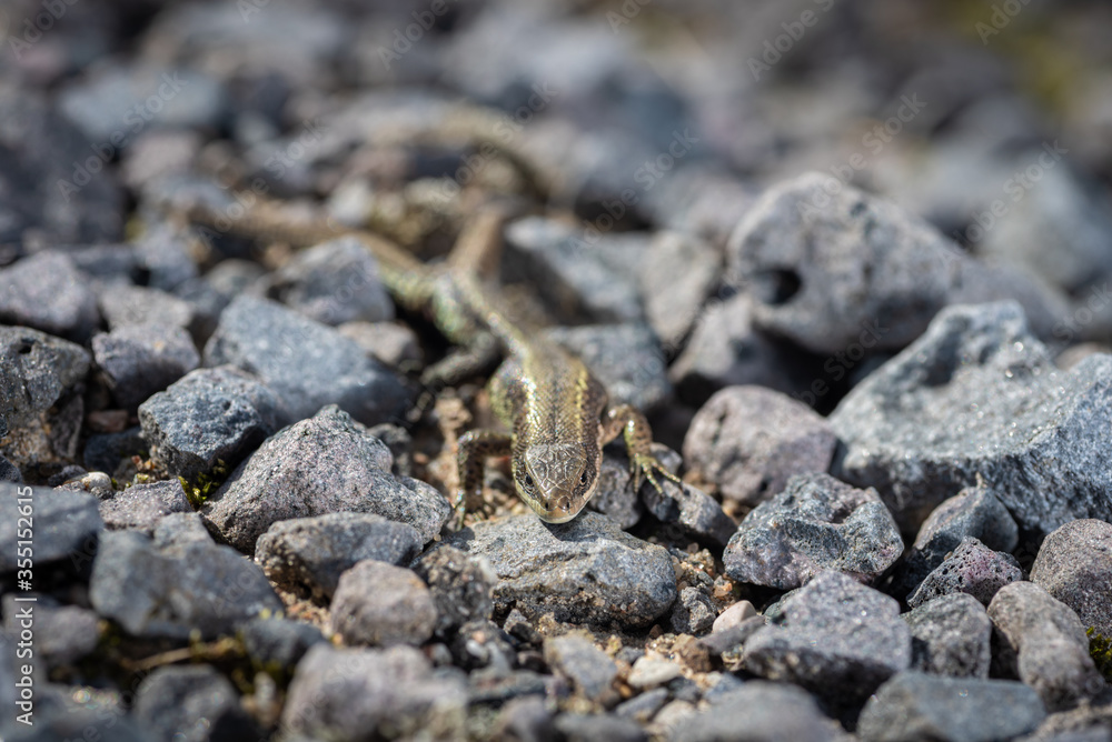 lizard viviparous on granite crumbs under the sun