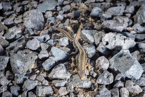 lizard viviparous on granite crumbs under the sun