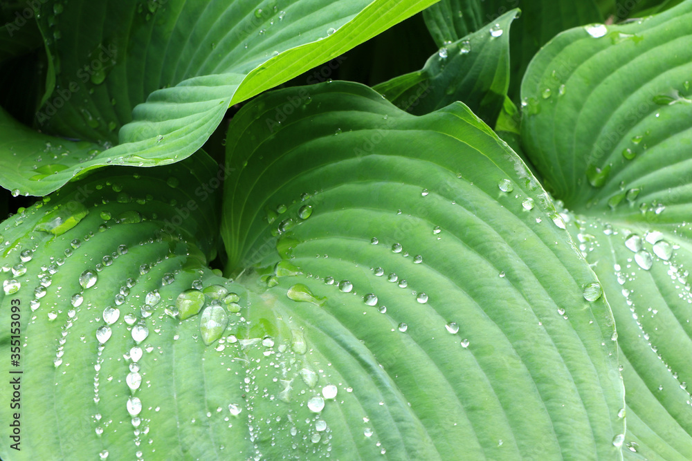 Obraz premium Green leaves of hosta. Bush of hosta. Close up green leaves. Plants background