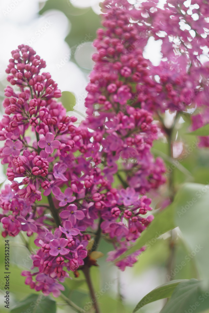 Obraz premium lilac flowers with green leaves close up