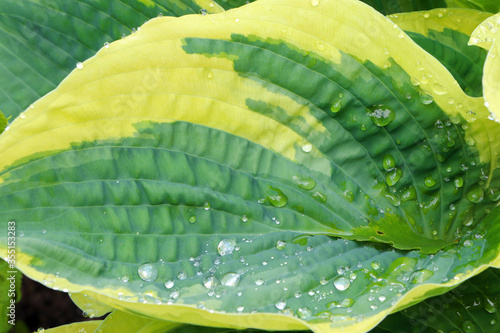 Green leaves of hosta. Bush of hosta. Close up green leaves. Plants background photo