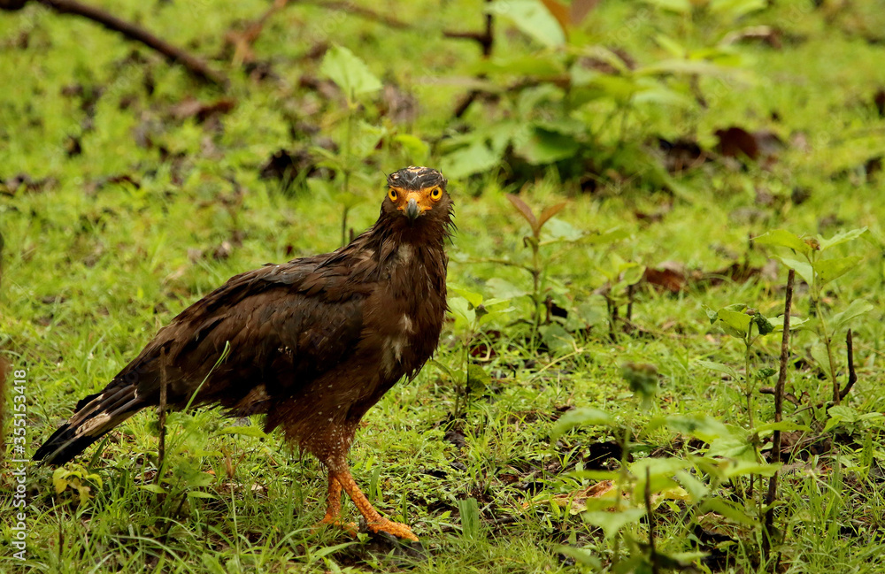 Crested Serpent eagle looking at camera, Spilornis cheela, Nagarhole National park Karnataka, India Crested Serpent eagle looking at camera, Spilornis cheela, Nagarhole National park Karnataka, India