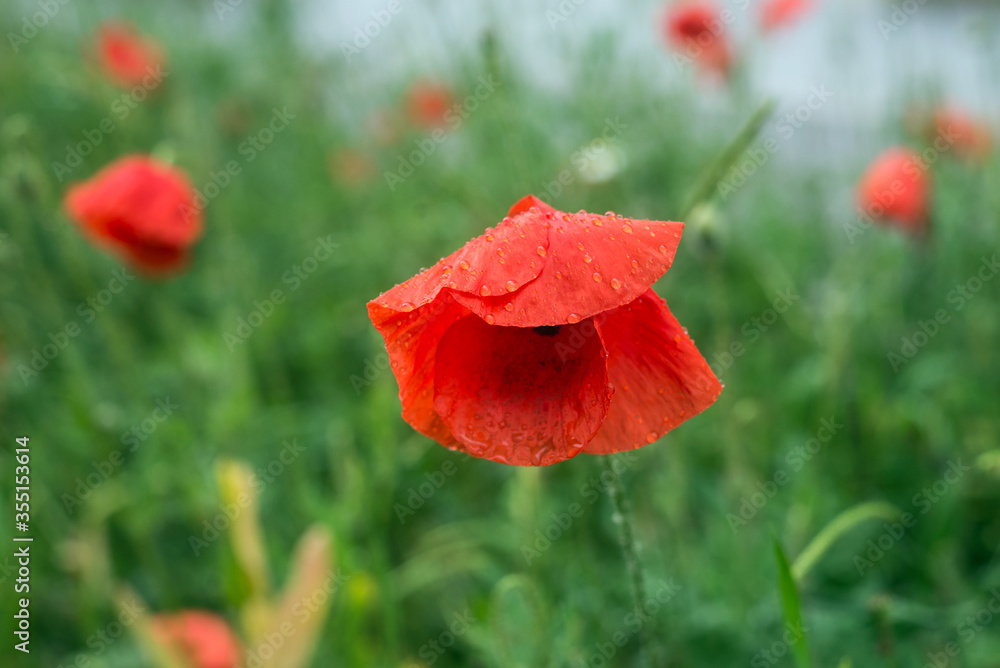 Fototapeta premium Closeup of rain drops on red poppy in a private garden