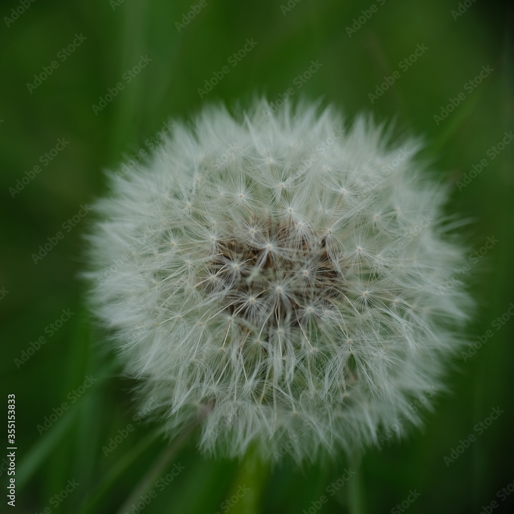 Fototapeta premium Withered dandelion in grass