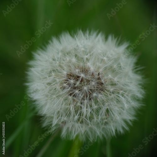 Withered dandelion in grass