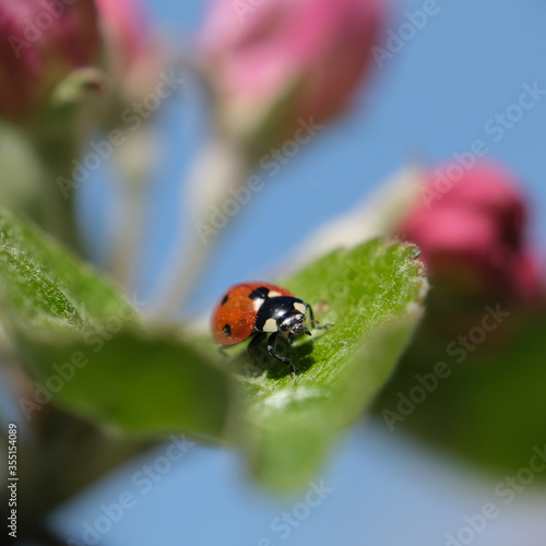Ladybug takes a walk in apple blossom
