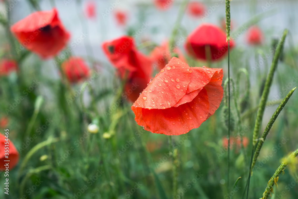 Fototapeta premium Closeup of rain drops on red poppy in a private garden