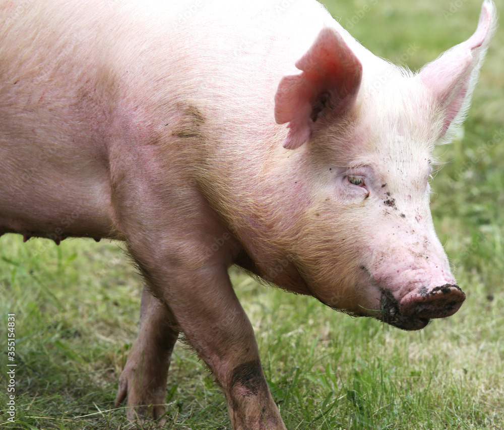 Household pig In fresh green grass in farm Household pig In fresh green grass in farm