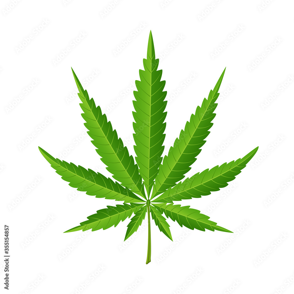Green leave of cannabis on a white background. Green leave of cannabis on a white background.