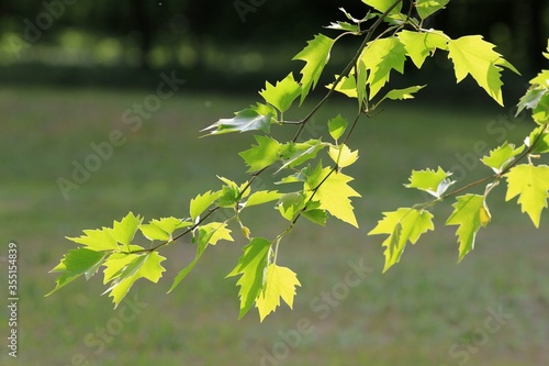 Platanus acerifolia branch with green leaves photo