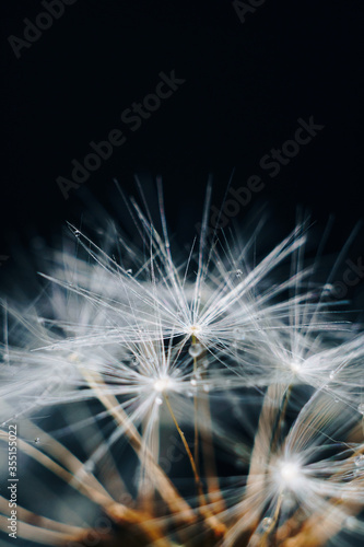 Fototapeta Naklejka Na Ścianę i Meble -  macro photo of white dandelion fluffs