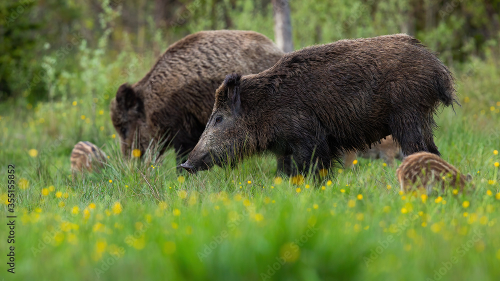Peaceful wild boar, sus scrofa, herd standing on meadow with blooming flowers. Harmonious group of mammals grazing on meadow from side view. Animal wildlife scenery from nature. Peaceful wild boar, sus scrofa, herd standing on meadow with blooming flowers. Harmonious group of mammals grazing on meadow from side view. Animal wildlife scenery from nature.