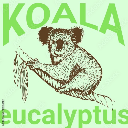 Koala vector illustration on green background. Australian bear on the eucalyptus tree. Engraving, vintage, retro, modern style. Koala image for t-shirt, poster, flyer, social media, brochure photo