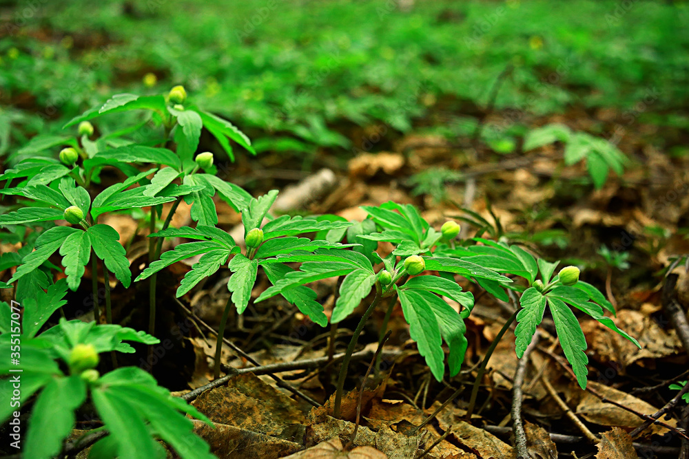 green grass leaves top view wild field / summer in the jungle, forest grass abstract view, background green grass leaves top view wild field / summer in the jungle, forest grass abstract view, background