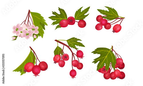 Hawthorn Berry Branches with Red Round Small Pome Fruits Vector Set