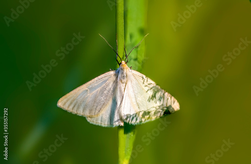 beautiful butterfly on a plant in nature