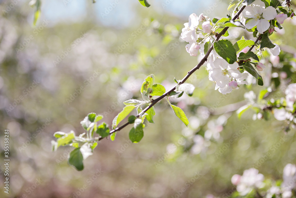 Apple trees in bloom on a clear day. Blue sky Apple trees in bloom on a clear day. Blue sky