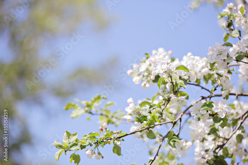 Apple trees in bloom on a clear day. Blue sky © Liliya