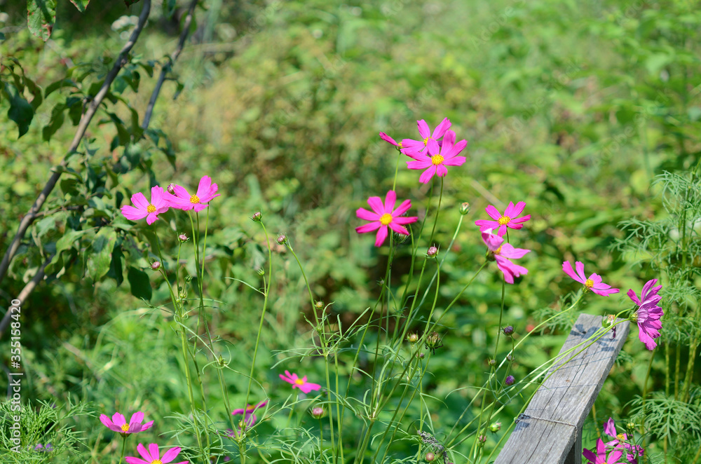 Obraz premium Cosmos, flowers in the garden