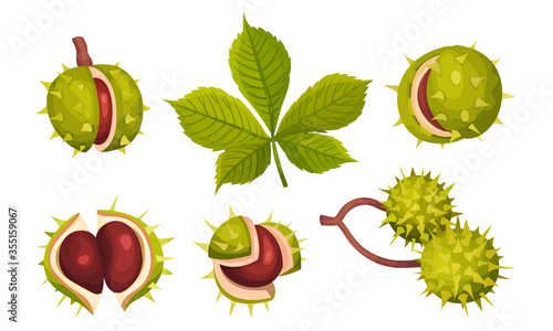 Chestnuts in Cracked Shell with Prickles and Pointed Oblong Leaves Vector Set