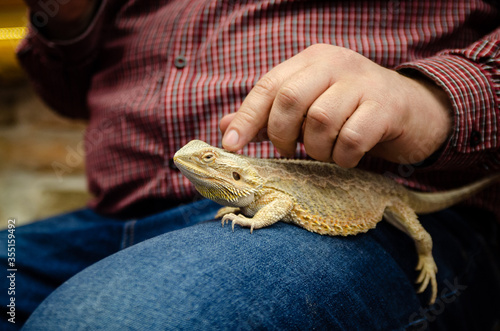 Iguana pet sitting on a lap