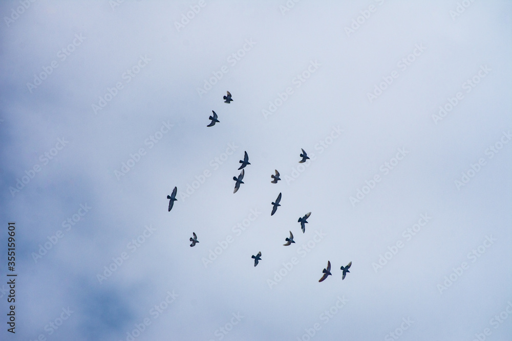 A flock of pigeon birds flying