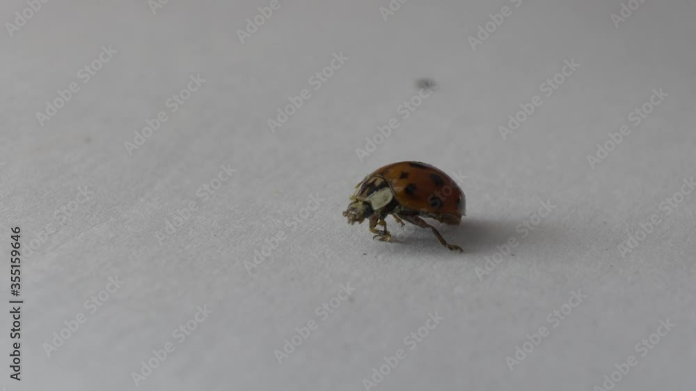 Locked Off View Of Injured Ladybird Coccinellidae Attempting To Stand Up. Close Up, Macro Locked Off View Of Injured Ladybird Coccinellidae Attempting To Stand Up. Close Up, Macro