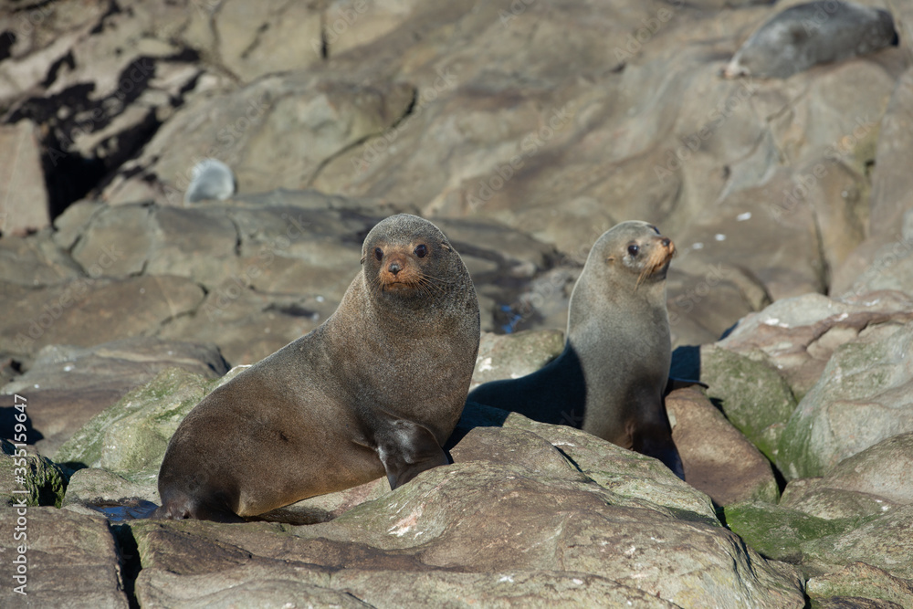 Fototapeta premium Seal. sea lion posing on a rock at Katiki Point Lighthouse, Moeraki, South island, New Zealand.