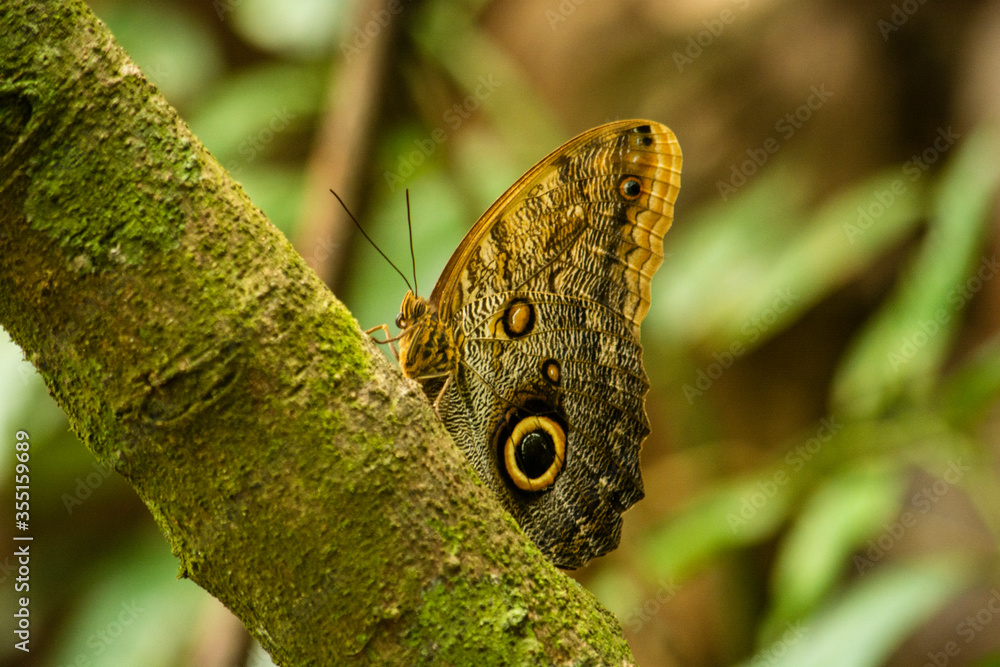 close up of a butterfly close up of a butterfly