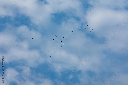 A flock of pigeons and doves flying