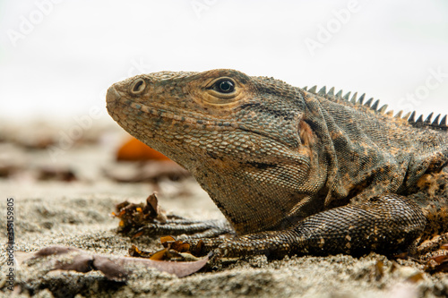 iguana on the beach © Antonio