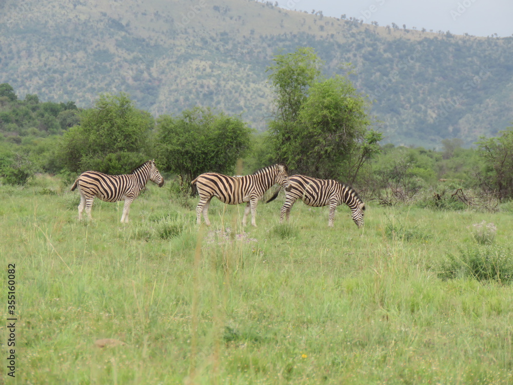 Fototapeta premium Zebra walking in the green grass fields