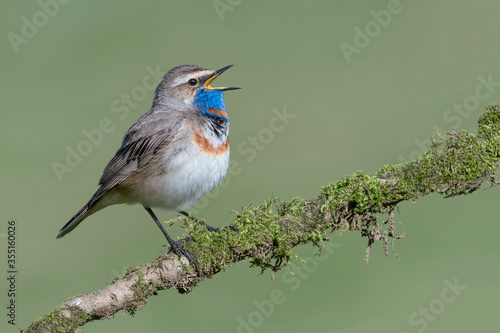 Wonderful portrait of Bluethroat male (Luscinia svecica) photo