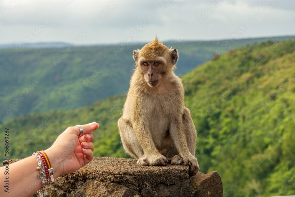 human macaque relationship
