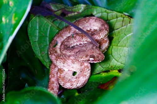 An eyelash viper resting on a leaf on Arenal Volcano, Costa Rica.