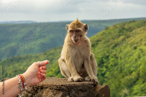 human macaque relationship © Antonio