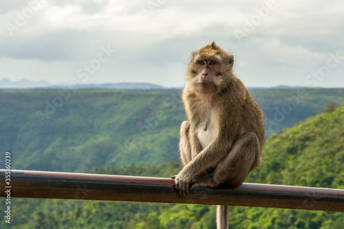 macaque resting in a post