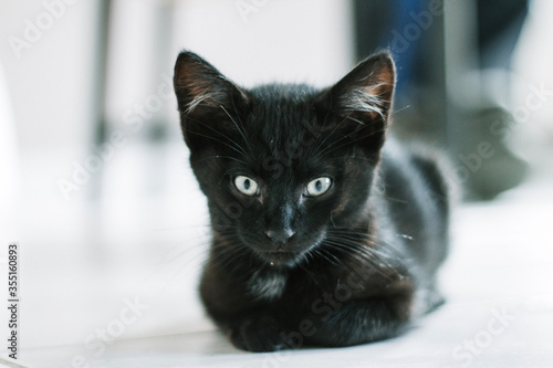 black and white cat