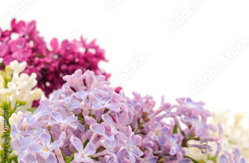Branches of colorful lilac.