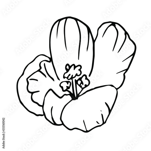 Single hand drawn flower of Crocus. Doodle vector illustration. The floristic element for greeting cards, posters, stickers, and seasonal design. Isolated on white background