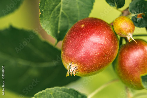 Young red apples growing in spring on a branch with green leaves.