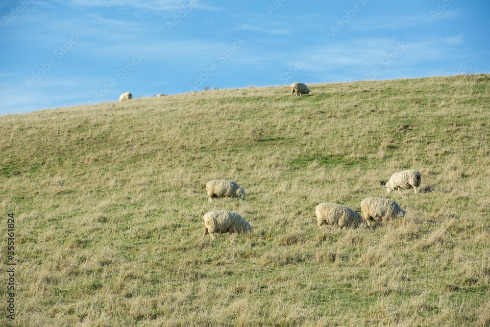 Fototapeta premium Common view in the New Zealand - hills covered by green grass with sheep.