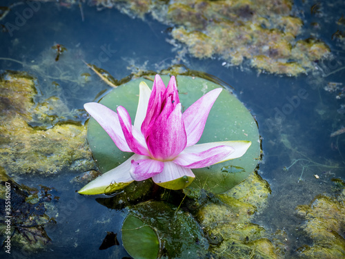 Auferbl  hte Seerose in einem verschmutzten Teich