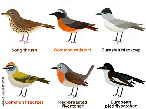 Vector illustration set of cute European bird cartoons - Song thrush, Common redstart, Eurasian blackcap, Common firecrest, Red-breasted flycatcher, European pied flycatcher