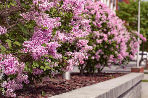 bush of lilac flowers spring blooming scene. © Ekaterina Shvaygert