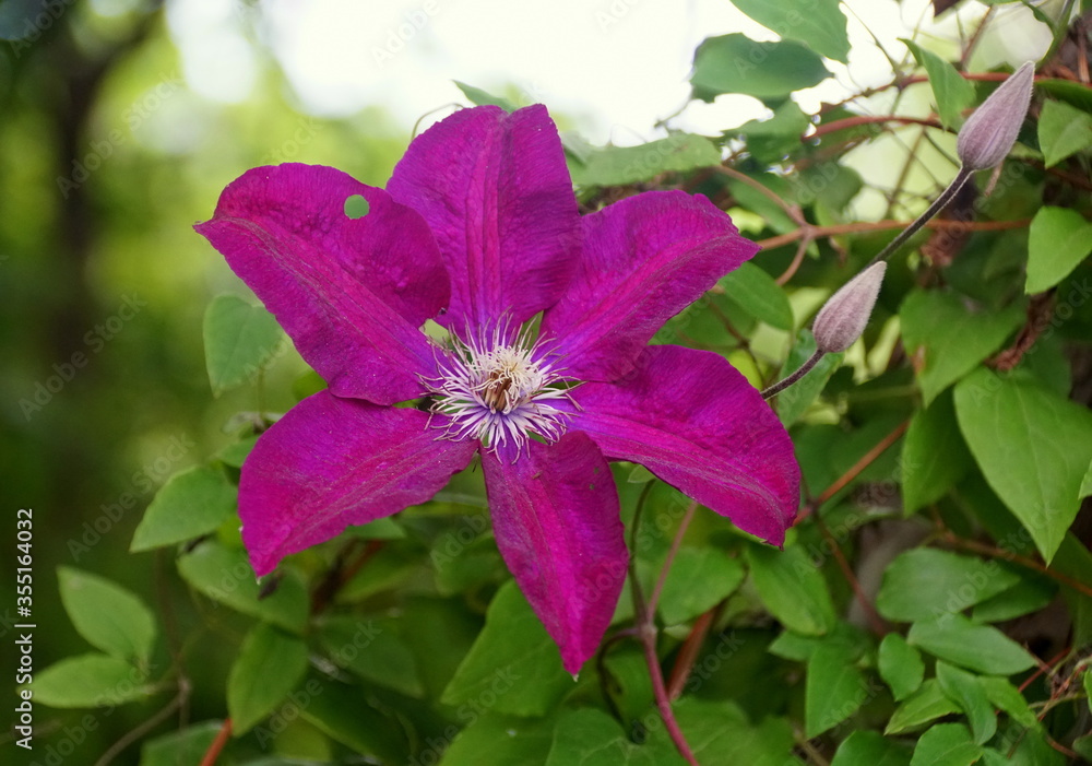 Beautiful purple color of Clematis flower at full bloom Beautiful purple color of Clematis flower at full bloom